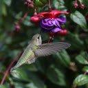 Hummingbird and Purple Flowers  screen for extension Chrome web store in OffiDocs Chromium