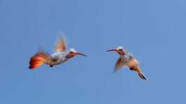 Kostenloser Download von Kolibri-Vögeln, kostenloses Video zur Bearbeitung mit OpenShot Online-Video-Editor