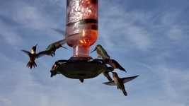 Free download Hummingbird Feeder Backyard -  free video to be edited with OpenShot online video editor
