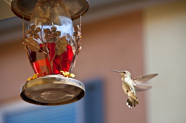 Kostenloser Download Kolibri füttert Chula Vista ca. Kostenloses Bild, das mit dem kostenlosen Online-Bildeditor GIMP bearbeitet werden kann