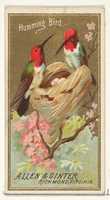 Free download Hummingbird, from the Birds of America series (N4) for Allen & Ginter Cigarettes Brands free photo or picture to be edited with GIMP online image editor