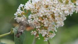 Free download Hummingbird Hawk Moth Butterfly -  free photo or picture to be edited with GIMP online image editor