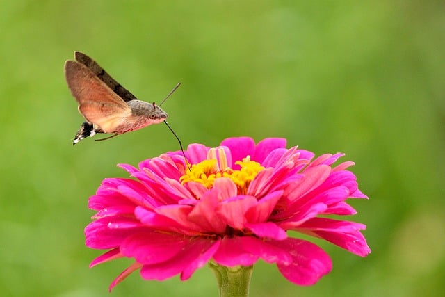 Kostenloser Download von Kolibri-Falkenmotten-Insektenblumen, kostenloses Bild zur Bearbeitung mit dem kostenlosen Online-Bildeditor GIMP