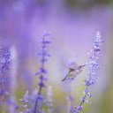 Hummingbirds suck nectar  screen for extension Chrome web store in OffiDocs Chromium