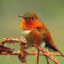 Hummingbird THEME  screen for extension Chrome web store in OffiDocs Chromium