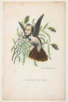 Free download Humming Bird (Thomas B. Florence), from The Comic Natural History of the Human Race free photo or picture to be edited with GIMP online image editor