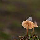 Humus Mushrooms  screen for extension Chrome web store in OffiDocs Chromium
