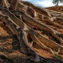 Hundred year old tree stump  screen for extension Chrome web store in OffiDocs Chromium