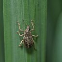 HUNGER BUG THEME  screen for extension Chrome web store in OffiDocs Chromium