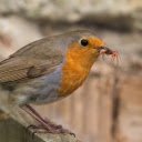 Hungry Erithacus rubecula bird eating insect in nature  screen for extension Chrome web store in OffiDocs Chromium