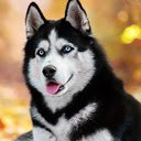 Husky Wallpaper  screen for extension Chrome web store in OffiDocs Chromium