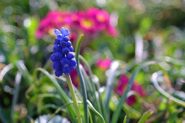 Offidocsによるヒヤシンスの花紫色の花
