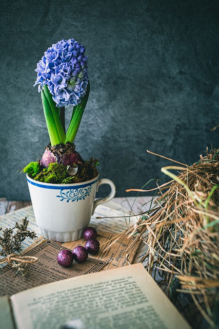 Descarga gratuita de flores de jacinto, naturaleza muerta, imagen gratuita de primavera para editar con el editor de imágenes en línea gratuito GIMP