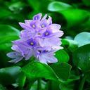 Hyacinth flower wallpaper  screen for extension Chrome web store in OffiDocs Chromium