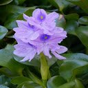 Hyacinth flower wallpaper  screen for extension Chrome web store in OffiDocs Chromium