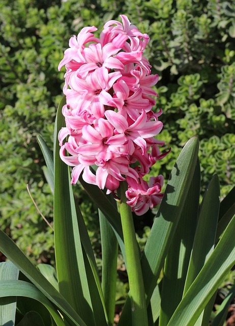 Free download hyacinth pink hyacinth pi flower free picture to be edited with GIMP free online image editor