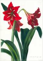 Free download Hybrid Amaryllis, from Transactions of the Horticultural Society of London, vol. 5 free photo or picture to be edited with GIMP online image editor
