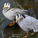 hybrid geese  screen for extension Chrome web store in OffiDocs Chromium