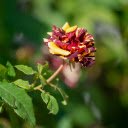 Hybrid roses  screen for extension Chrome web store in OffiDocs Chromium