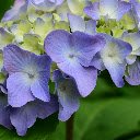 Hydrangea Blossom  screen for extension Chrome web store in OffiDocs Chromium