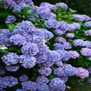 hydrangea bush wallpaper  screen for extension Chrome web store in OffiDocs Chromium