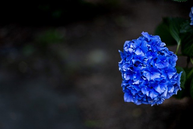 Gratis download hortensia bloemen plant gratis foto om te bewerken met GIMP gratis online afbeeldingseditor