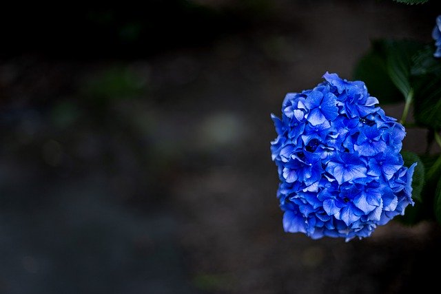 ດາວໂຫຼດດອກໄມ້ hydrangea ຟຣີເພື່ອແກ້ໄຂດ້ວຍ GIMP ບັນນາທິການຮູບພາບອອນໄລນ໌ຟຣີ