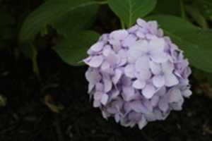 Unduh gratis hydrangea foto atau gambar gratis untuk diedit dengan editor gambar online GIMP