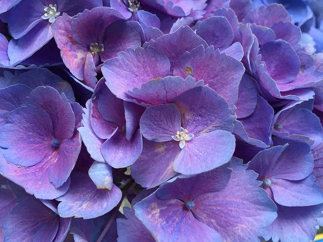 הורדה חינם Hydrangea Purple Flowers Petals - תמונה או תמונה בחינם לעריכה עם עורך התמונות המקוון GIMP