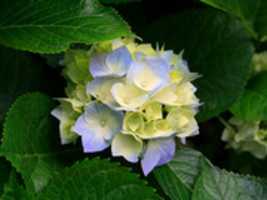 Free picture Hydrangeas to be edited by GIMP online free image editor by OffiDocs