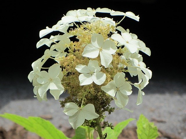 Free download hydrangea white petals western nc free picture to be edited with GIMP free online image editor