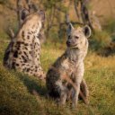 Hyena  screen for extension Chrome web store in OffiDocs Chromium