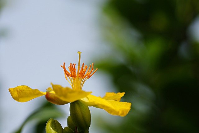 ดาวน์โหลดภาพธรรมชาติดอกไม้ดอกไม้ไฮเปอร์คัมฟรีเพื่อแก้ไขด้วยโปรแกรมแก้ไขรูปภาพออนไลน์ GIMP ฟรี