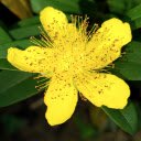 Hypericum calycinum – A Burst of Sunshine and Resilience  screen for extension Chrome web store in OffiDocs Chromium