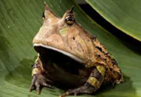 Free download hypnotoad free photo or picture to be edited with GIMP online image editor
