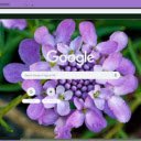 Iberis  screen for extension Chrome web store in OffiDocs Chromium