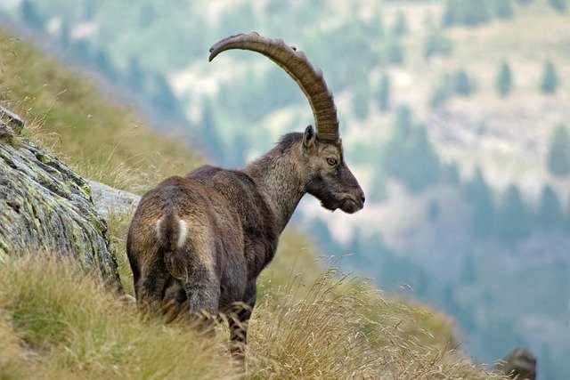 Libreng pag-download ng ibex capra ibex horns animals wild free picture to be edited with GIMP free online image editor