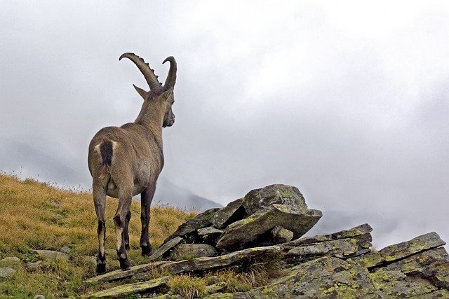 Libreng pag-download ng ibex capra ibex male animal wild free picture na ie-edit gamit ang GIMP free online image editor