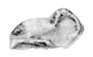 Free download Ibis amulet free photo or picture to be edited with GIMP online image editor