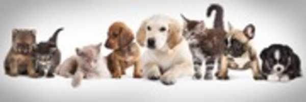 Free download >Ibiza - anuncios clasificados de animales en venta, productos, alimentos, juguetes y accesorios - mascotas free photo or picture to be edited with GIMP online image editor