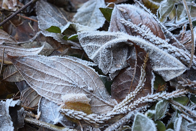 Free download ice frost winter frozen icy free picture to be edited with GIMP free online image editor
