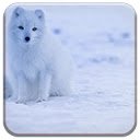 Iceland Fox  screen for extension Chrome web store in OffiDocs Chromium