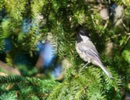 Free download I, Chickadee free photo or picture to be edited with GIMP online image editor