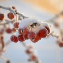 icy fruit  screen for extension Chrome web store in OffiDocs Chromium