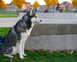 Free download I, Dog free photo or picture to be edited with GIMP online image editor