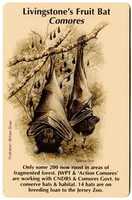Free download Illustration of a Livingstones Fruit Bat free photo or picture to be edited with GIMP online image editor