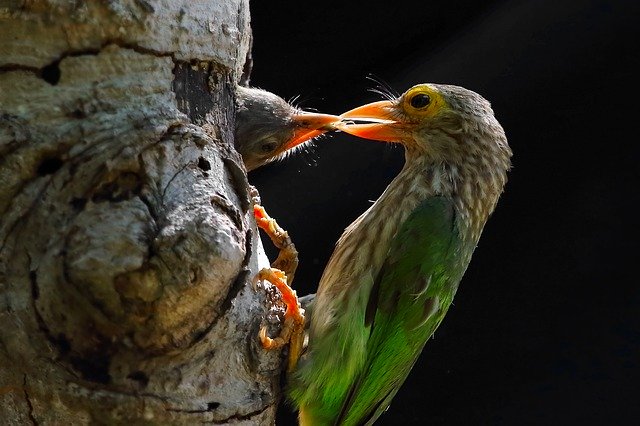 Descarga gratis la imagen gratuita de I love honey bird nature para editar con el editor de imágenes en línea gratuito GIMP