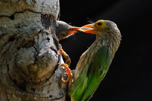 Descărcare gratuită I love honey bird natura poza gratuită pentru a fi editată cu editorul de imagini online gratuit GIMP