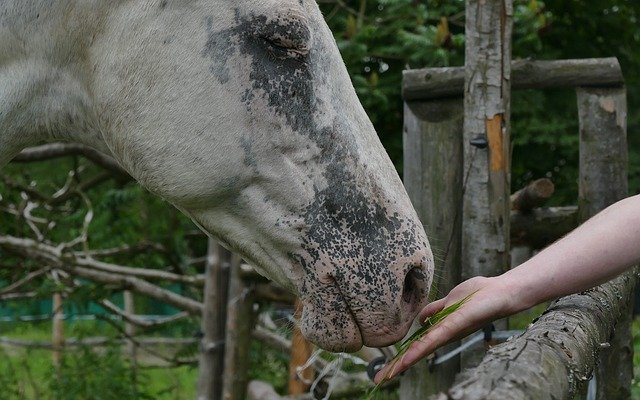 Bezpłatne pobieranie kocham konie głowa konia oko stud darmowe zdjęcie do edycji za pomocą bezpłatnego internetowego edytora obrazów GIMP