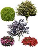 Free download ImageCELs Professional Trees & Shrubs free photo or picture to be edited with GIMP online image editor